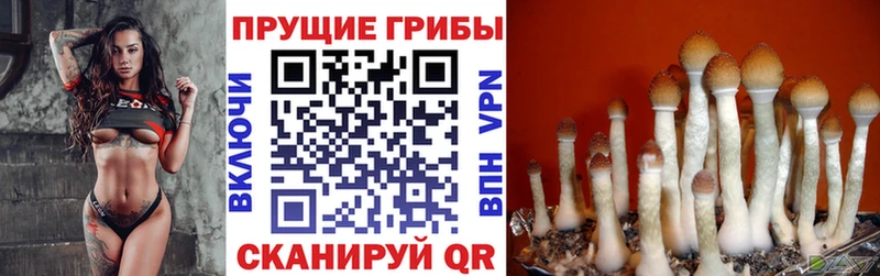 Псилоцибиновые грибы Cubensis  купить  цена  Туран 